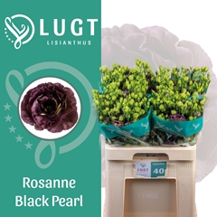Eustoma Double Rosanne Black Pearl 70cm