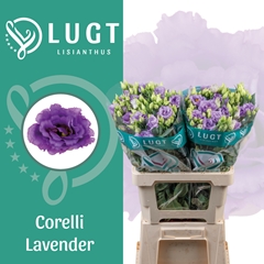 Eustoma Double Corelli Lavender 70cm