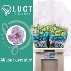 Eustoma Double Alissa Lavender 70cm