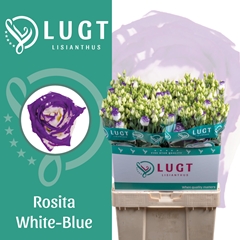Eustoma Double Rosita Blue Picotee 70cm
