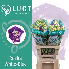 Eustoma Double Rosita Blue Picotee 70cm