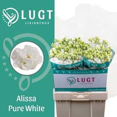 Eustoma Double Alissa Pure White 70cm
