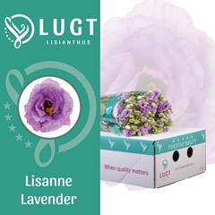 Eustoma Double Lisanne Deep Lavender 70cm