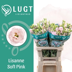 Eustoma Double Lisanne Soft Pink 70cm