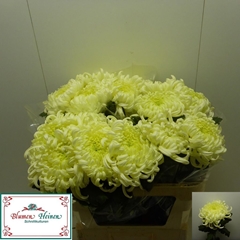 Chrysanth Single Vienna Cream 75cm 110gr.