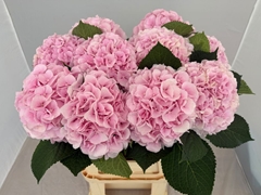 Hydrangea Verena 80cm 20-22cm Hd