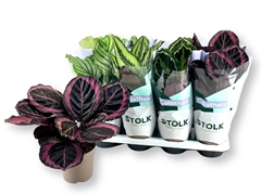Calathea Mixed 5 Varietys 14Ø 40cm
