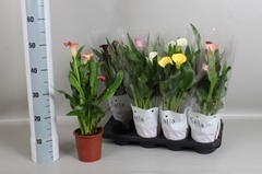 Zantedeschia Mix 13Ø 45cm