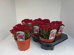 Crassula Schmidtii 12Ø 15cm