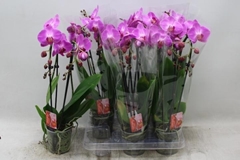 Phalaenopsis Cascade 12Ø 45cm 2st