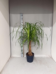 Beaucarnea Recurvata 21Ø 90cm