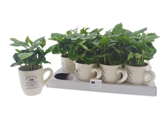 Coffea 9Ø 15cm