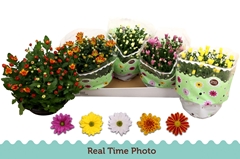 Chrysanth Mix 5 Colours 23Ø 27cm