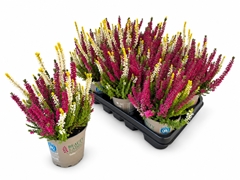 Calluna Beauty Ladies Mix In Pot 2 Colours 12Ø 30cm