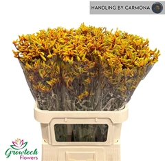 Anigozanthos Gold Fever 80cm