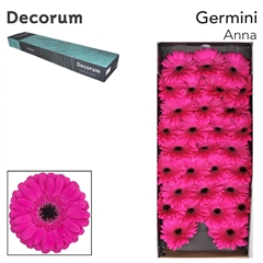 Gerbera Mini Black Center Anna 45cm 7cm Hd