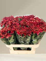 Chrysanth Single Hornbill Salmon 80cm 80gr.