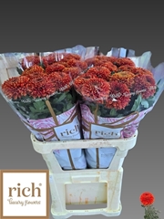Chrysanth Single Paladov Dark 80cm 95gr.
