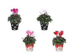 Cyclamen Super Serie Allure 12Ø 30cm