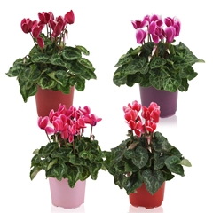 Cyclamen Midi Super Serie Allure Fuji 12Ø 25cm