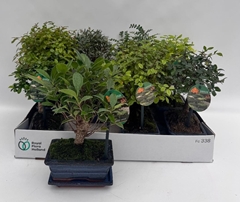 Bonsai Mix 15Ø 30cm