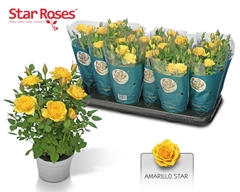 Rosa Amarillo Star 10Ø 26cm