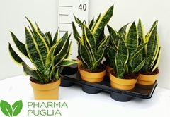 Sansevieria Futura Superba 15Ø 35cm