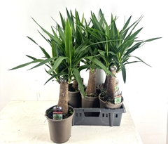 Yucca Elephantipes 19Ø 90cm