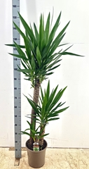 Yucca 24Ø 150cm