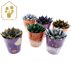 Echeveria Agavoides 12Ø 15cm