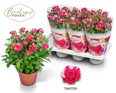 Rosa Tunesie Twin Colour Star 14Ø 34cm