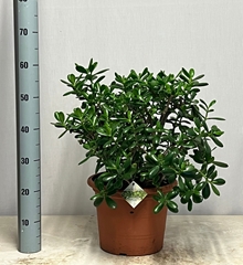 Crassula Ovata 30Ø 60cm