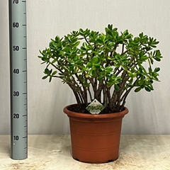Crassula Ovata 30Ø 60cm