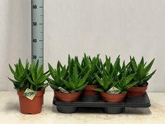 Aloe Perfoliata 17Ø 30cm