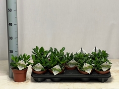 Crassula Mixed 12Ø 20cm