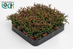 Rhipsalis Burchellii 5Ø 10cm