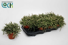 Rhipsalis Baccifera 12Ø 15cm