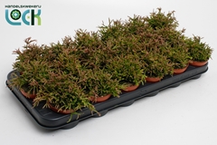 Rhipsalis Easy Sweet 8Ø 10cm