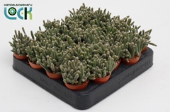 Rhipsalis Baccifera 5Ø 10cm