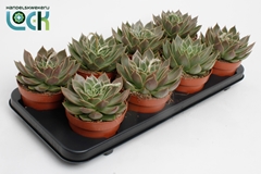 Echeveria Agavoides 12Ø 10cm