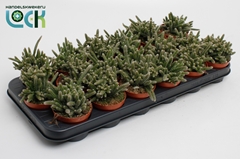 Rhipsalis Baccifera 8Ø 10cm