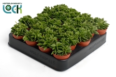 Peperomia Happy-bean 5Ø 10cm