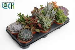 Echeveria Mix 10Ø 15cm