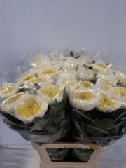 Chrysanth Single Bislet White 85cm 150gr.