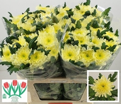 Chrysanth Single Zembla Cream 70cm 95gr.