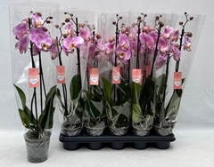 Phalaenopsis Art Nouveau 12Ø 55cm 2st