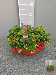 Gaultheria Big Berry 30Ø 23cm