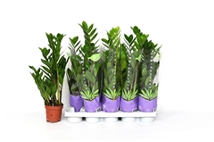 Zamioculcas 12Ø 55cm