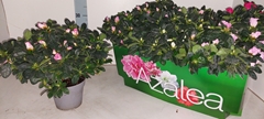 Rhododendron Mix 15Ø 28cm