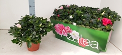 Rhododendron Hellmut Bird Mix 14Ø 28cm